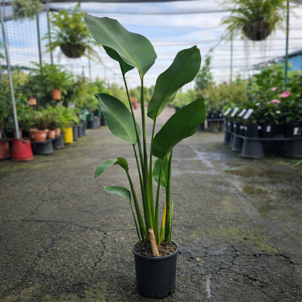 Bright Heliconia Rauliniana flower with vibrant orange and red bracts, displayed by The Nurso.