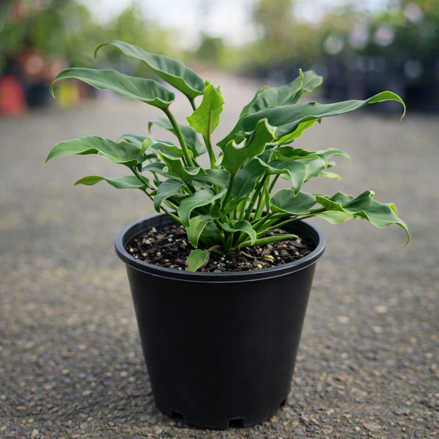 Healthy Philodendron Xanadu plant from The Nurso with lush green, dense, and bushy foliage in a 200mm pot.