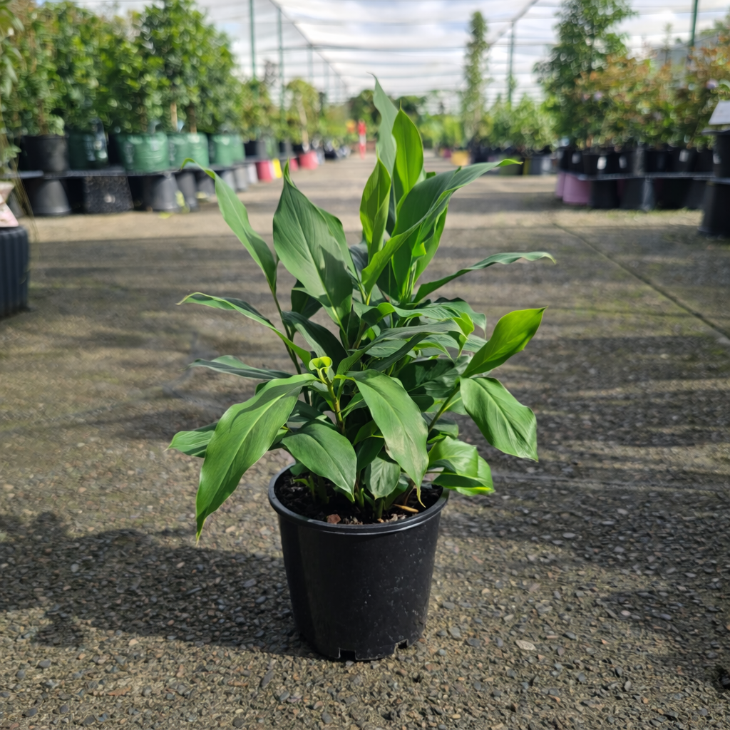 Dwarf Alpinia nutans plant with green foliage, featuring long, narrow leaves and small white flowers, by The Nurso.