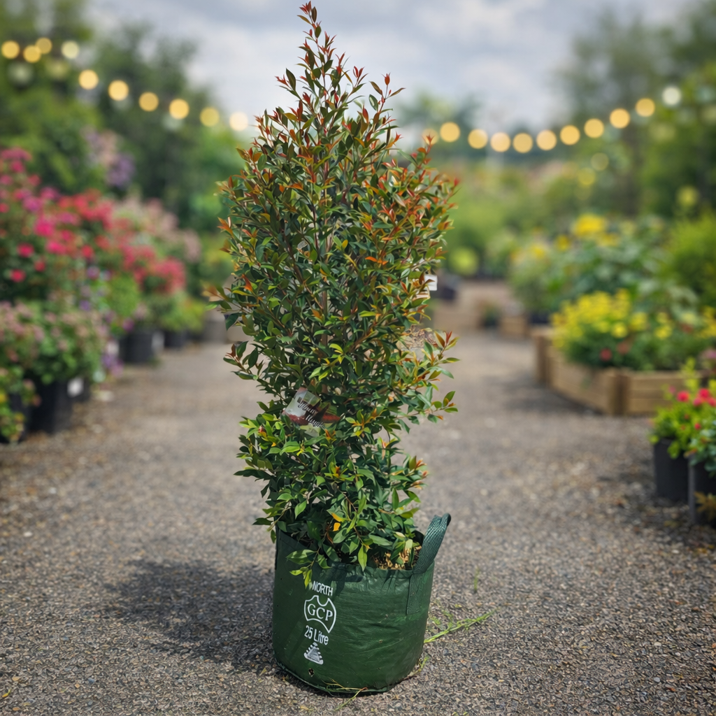 Large Lilly Pilly Plum Magic Syzygium australe tree in a 25L container, grown by The Nurso, with dense green foliage and vibrant plum-colored tips.
