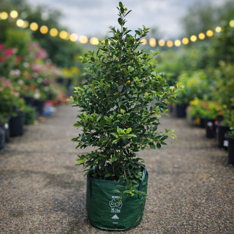 Large established Lilly Pilly Resilience shrub in a 25L container by The Nurso, with lush green foliage.