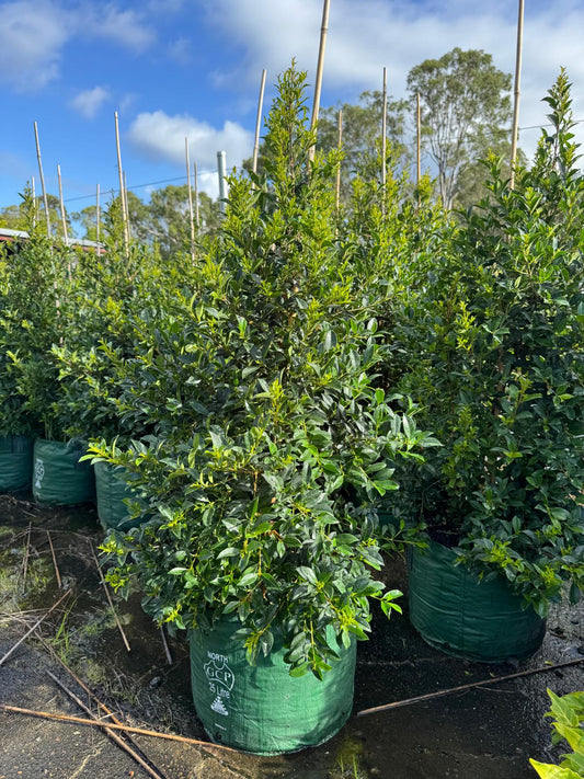 Large established Lilly Pilly shrub from The Nurso, shown in a 25L container with lush green foliage.