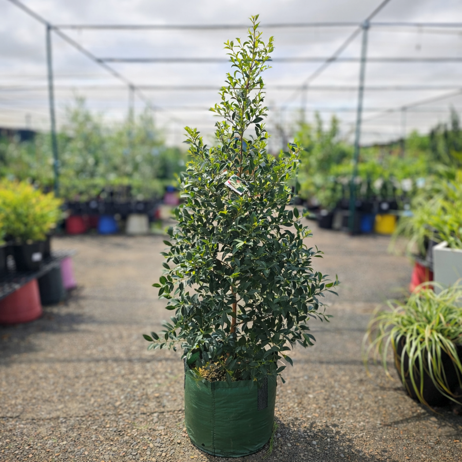 Large established Lilly Pilly shrub in 25L container, featuring dense green foliage and vibrant new growth.
